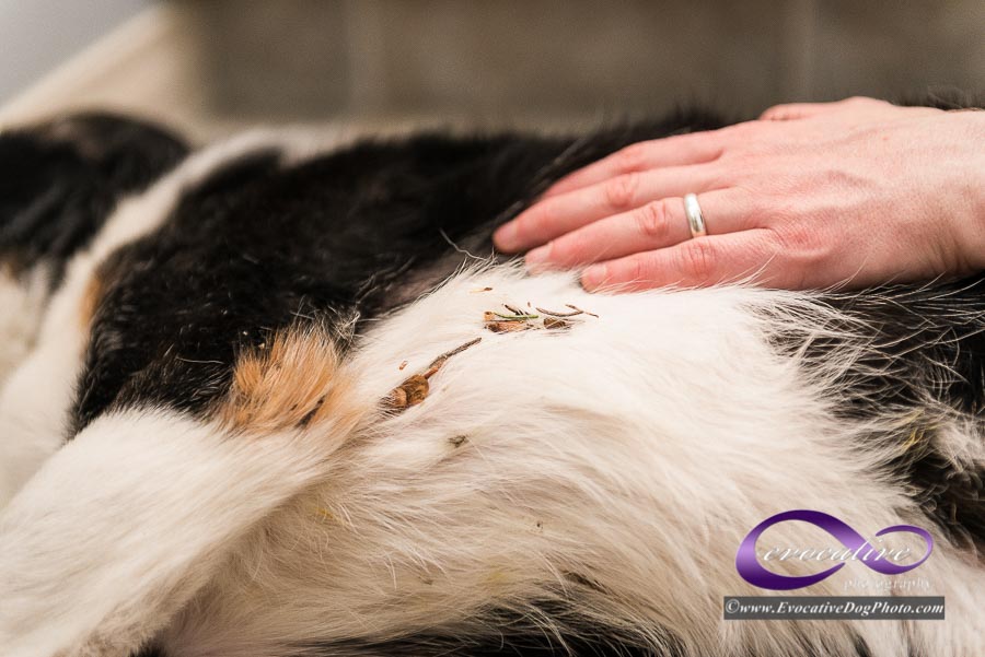 How to Remove Sticky stuff from Your Pet's Fur 2020 Edition » Calgary Pet  Photography by Evocative Dog Photography