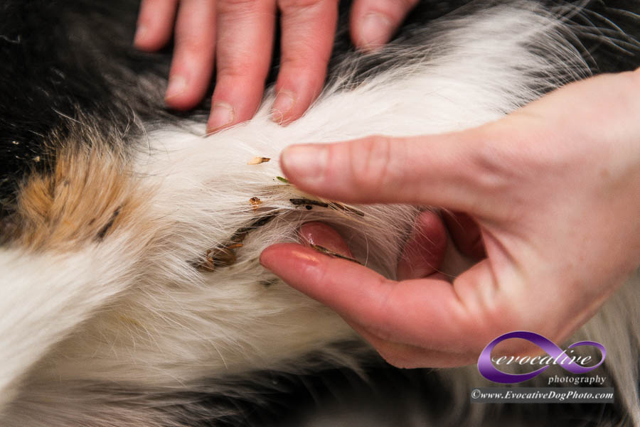 how to remove tree sap from your pet's fur easily using a non-toxic, do it yourself home remedy