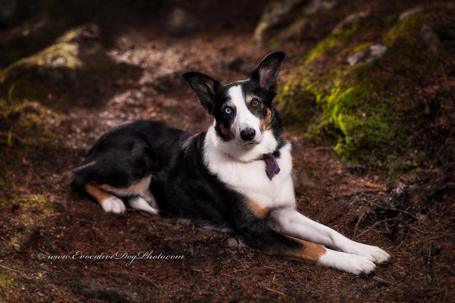 jake the tri-coloured border collie mix image evokes memories of fairy tails by facebook's pet photographers in calgary