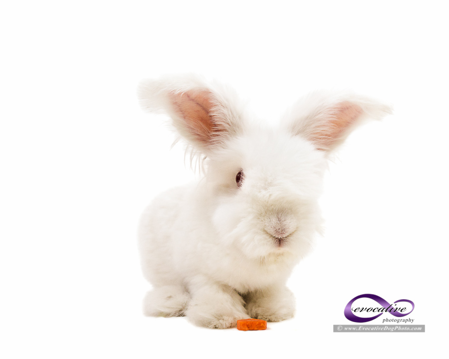andy the fluffy white bunny rabbit wishes you and your family a happy easter by evocative pet photography in calgary