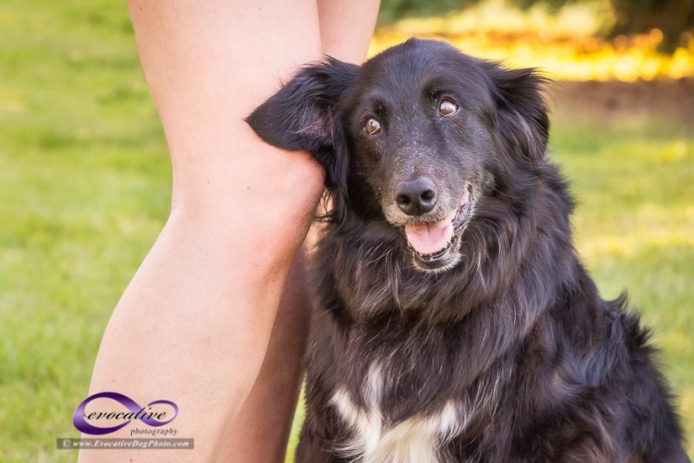 let the evocative dog photographers in calgary capture the precious memories of you and your beloved pet we have the happiest dogs