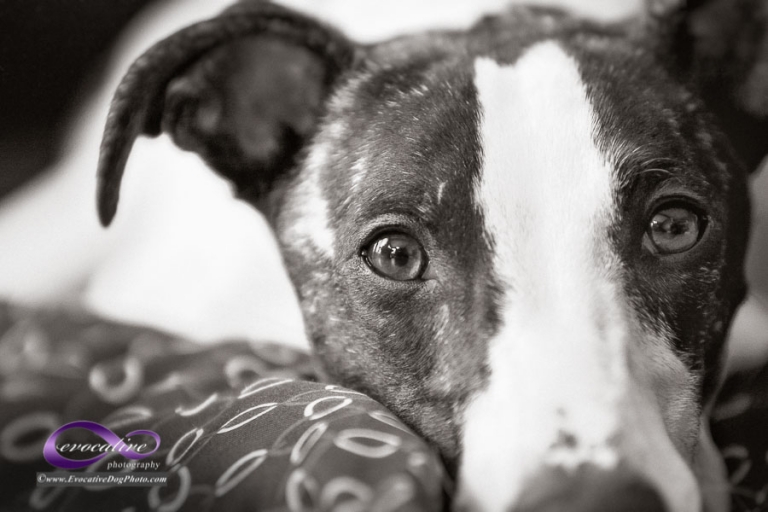 the heartfelt soulful gaze of a whippet sighthound dog in fine art back and white by evocative pet photography calgary