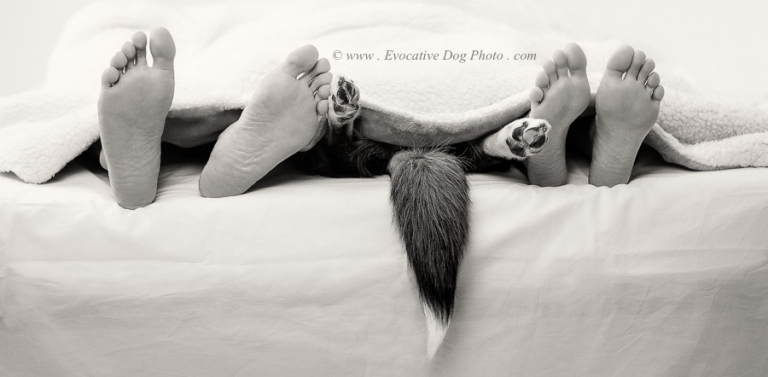 warm and cozy under the covers with jake the border collie aussie shepherd dog relaxing with his family on family day holiday fine art black and white calgary pet photography feet and paws